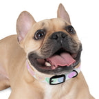 Valentine Conversation Heart Dog Collar Cute AF & Be Mine Pet Collar