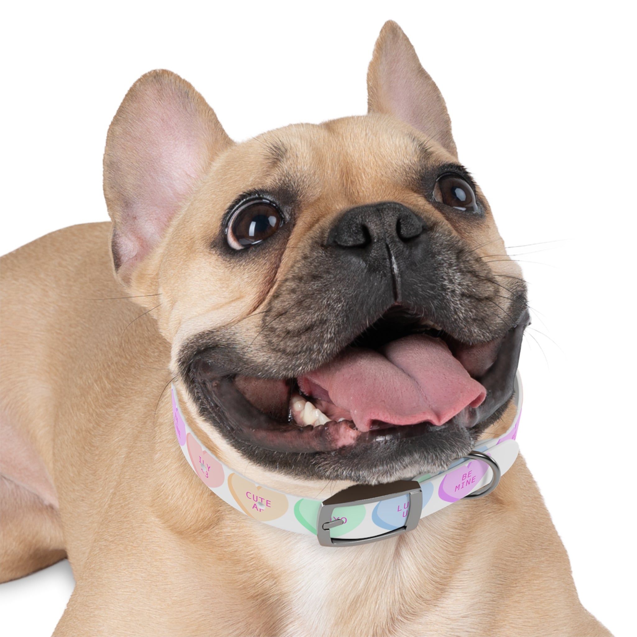Valentine Conversation Heart Dog Collar Cute AF & Be Mine Pet Collar